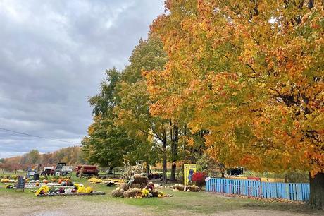 11 cosas mejor valoradas para hacer en South Haven, MI