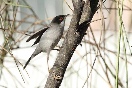 Curruca cabecinegra