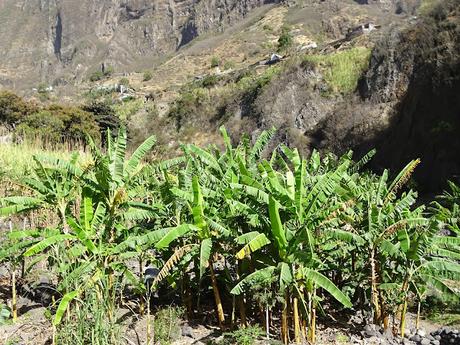 CABO VERDE : EL VALLE DE PAUL EN ILHA SANTO ANTAO