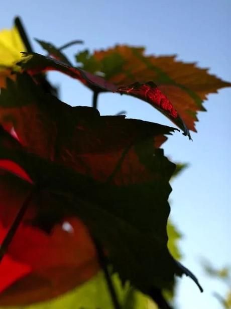 PARLONS VIN, PARLONS BIEN