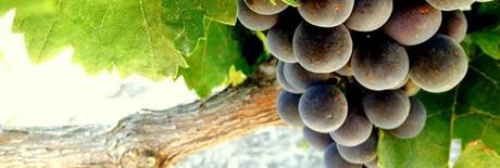 PARLONS VIN, PARLONS BIEN