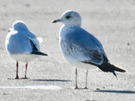 Gaviota cana en el port de Sant Adrià