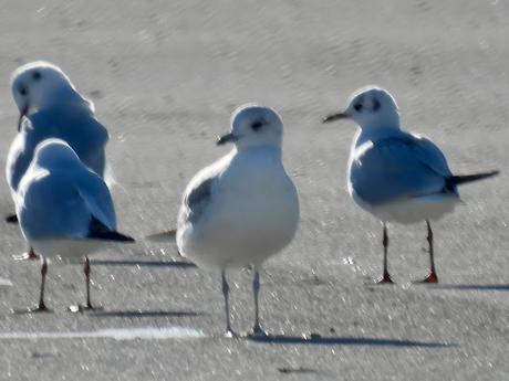 Gaviota cana en el port de Sant Adrià