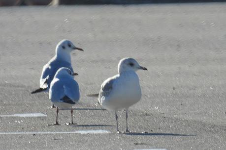 Gaviota cana en el port de Sant Adrià