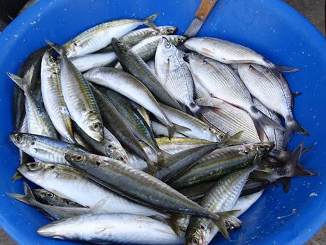 CABO VERDE :  LA NATURAL BELLEZA  DE TARRAFAL  EN ILHA SAO NICOLAU