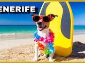 Playa para perros Cabezo