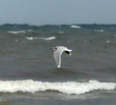 Los rigores del invierno Los rigores del invierno