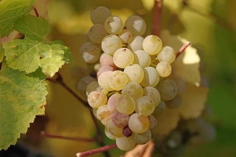 Y, SI RESULTA QUE EL RIESLING ERA IGUAL QUE EL PINOT NOIR