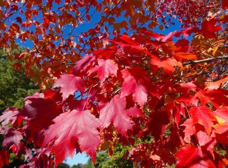 ¿Sabes que plantar en terreno húmedo? Plantas que prosperan en mojado 4 ¿Sabes que plantar en terreno húmedo? Plantas que prosperan en mojado 4