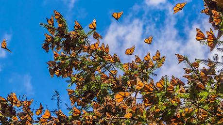 Las mariposas monarca anaranjadas y negras vuelan desde la rama de un árbol en México. 