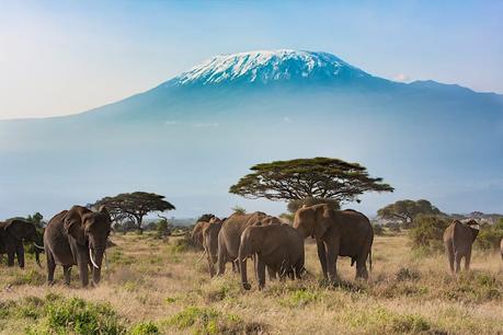 monte Kilimanjaro Los elefantes se paran en la sabana frente a un monte Kilimanjaro cubierto de nieve.