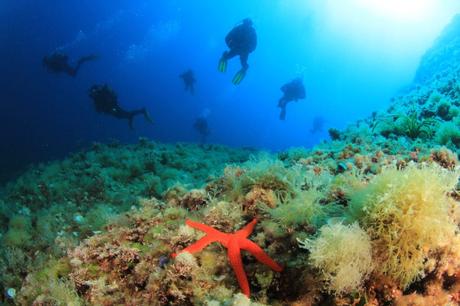 Buceo en Mallorca – Las mejores zonas de buceo en la popular isla de vacaciones 2022 Buceo en Mallorca – Las mejores zonas de buceo en la popular isla de vacaciones 2022