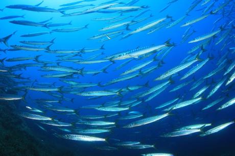 Buceo en Mallorca – Las mejores zonas de buceo en la popular isla de vacaciones 2022 Buceo en Mallorca – Las mejores zonas de buceo en la popular isla de vacaciones 2022