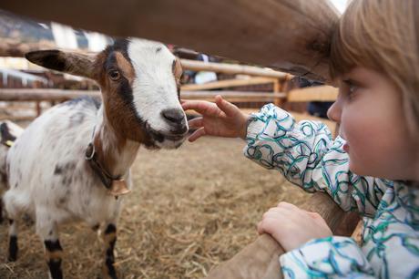 Consejos de alucinación de Sauerland: los 7 mejores destinos de excursiones en Sauerland 2023 Cabra en el zoológico de mascotas
