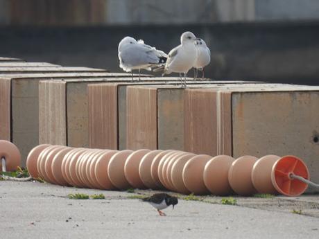 Gaviota cana