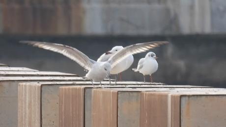 Gaviota cana