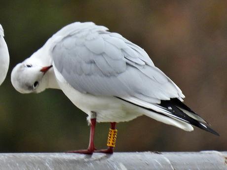 Gaviota reidora S0228