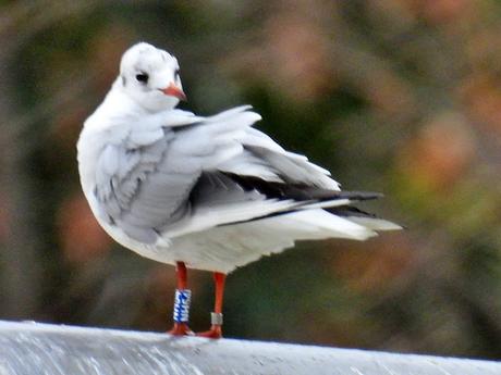 Reidoras NH 18, 54, 76, 79