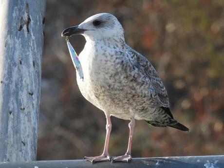 Gaviota con anzuelo