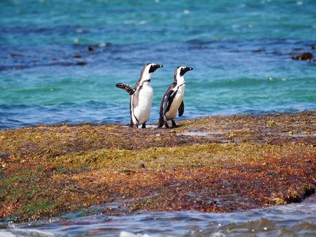 Excursiones desde Ciudad del Cabo: Boulder's Beach para ver pingüinos.