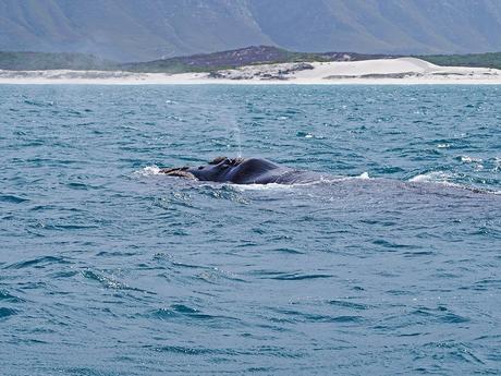 Qué ver en los alrededores de Ciudad del Cabo: ballenas en Hermanus
