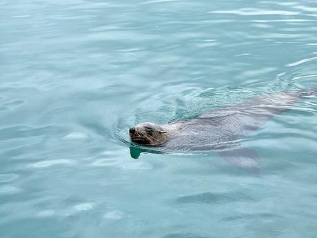leon marino en Hout Bay cerca de Ciudad del Cabo, Sudáfrica