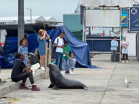 Excursiones desde Ciudad del Cabo: Hout Bay