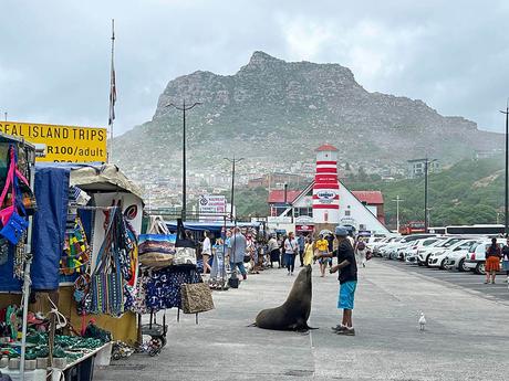 que ver cerca de Ciudad del Cabo: leones marinos en Hout Bay