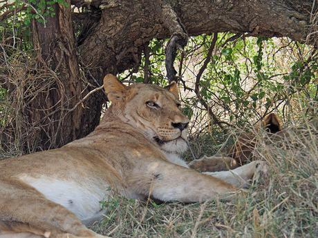 que ver en los alrededores de Ciudad del Cabo: leonas como la de la foto en Aquila