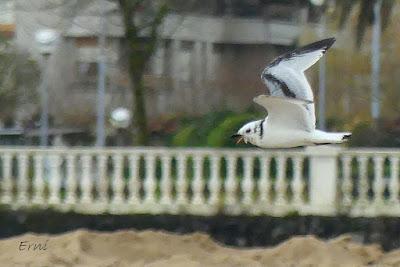 DE GAVIOTAS POR LAREDO