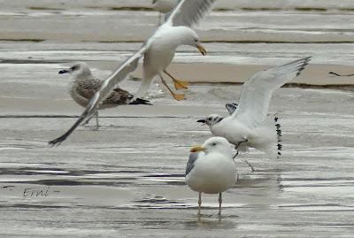 DE GAVIOTAS POR LAREDO