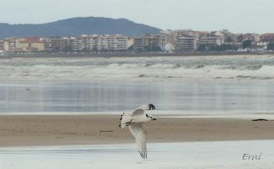 DE GAVIOTAS POR LAREDO