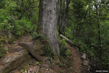 Parque Nacional Los Alerces (diciembre 2020) - parte 2