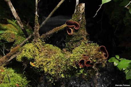 Parque Nacional Los Alerces (diciembre 2020) - parte 2