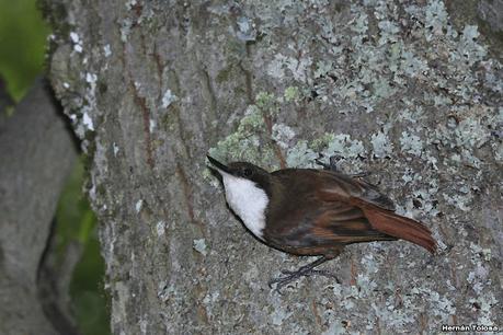 Parque Nacional Los Alerces (diciembre 2020) - parte 2