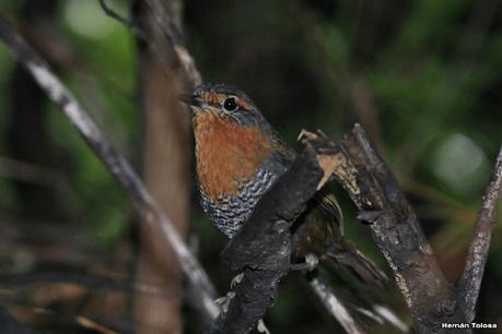 Parque Nacional Los Alerces (diciembre 2020) - parte 2