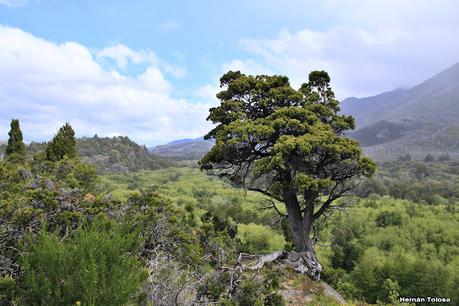 Parque Nacional Los Alerces (diciembre 2020) - parte 2