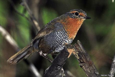 Parque Nacional Los Alerces (diciembre 2020) - parte 2