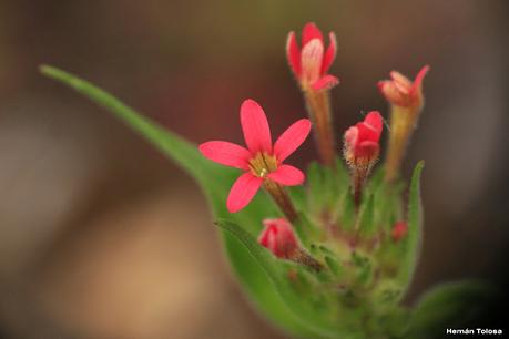 Parque Nacional Los Alerces (diciembre 2020) - parte 2