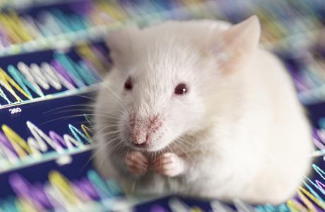 Modifican genes de ratones para alargarles la vida (y lo han conseguido)