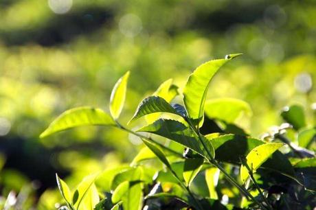 9 lugares históricos en Mauricio que definitivamente debes visitar plantación de té