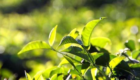 9 lugares históricos en Mauricio que definitivamente debes visitar plantación de té