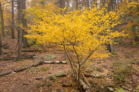 15 mejores cosas para hacer en Dedham (Massachusetts)