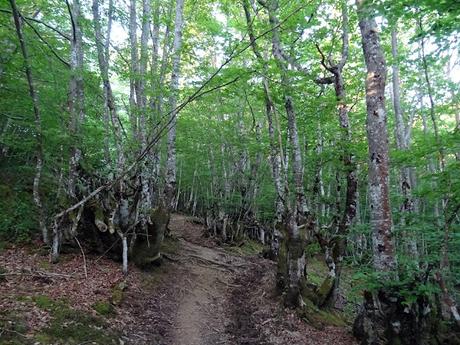 Ḷḷindes-Penarpín