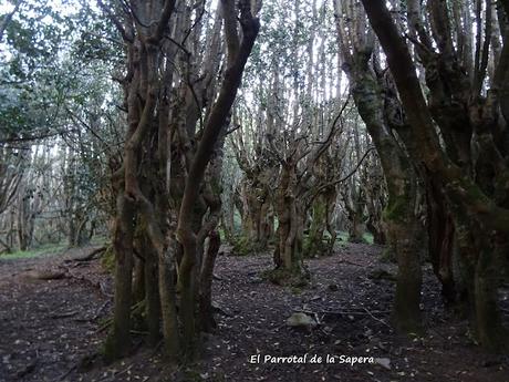 Ḷḷindes-Penarpín