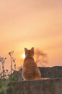 5.364 - NO SUPIMOS DARTE... 5.364 - NO SUPIMOS DARTE...