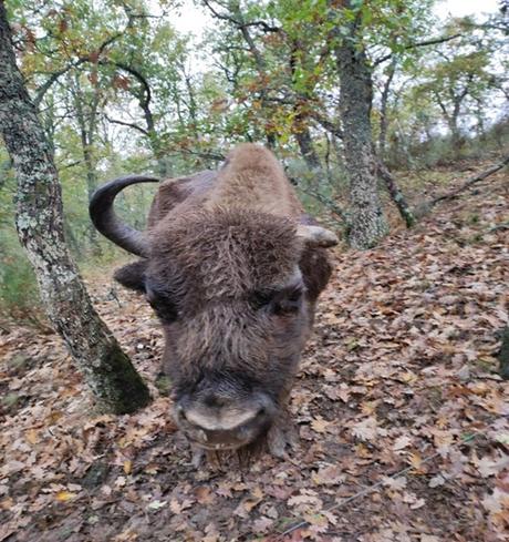 Los bisontes de San Cebrián de Mudá