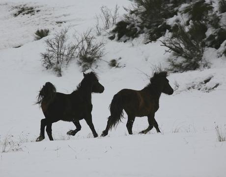 Los bisontes de San Cebrián de Mudá Los bisontes de San Cebrián de Mudá