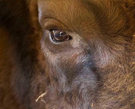 Los bisontes de San Cebrián de Mudá Los bisontes de San Cebrián de Mudá