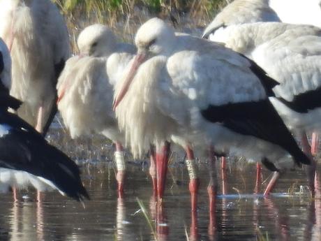 Cigüeñas 8W36 y CF92